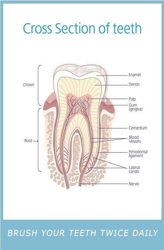 Poster English Cross Section of Teeth - 022 - Libral Traders