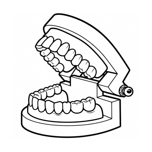 Dental Teeth Model