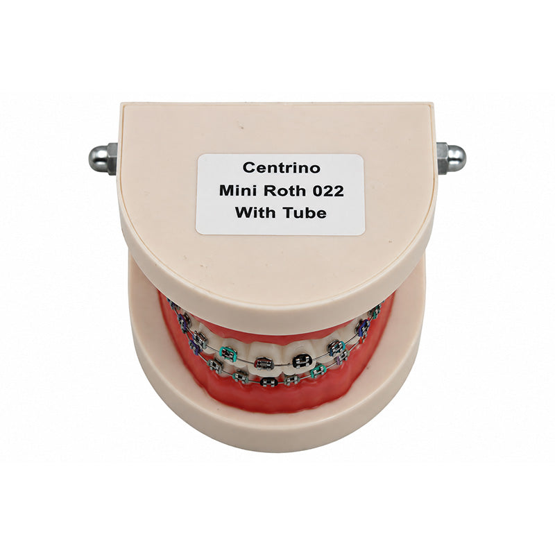 Libral Dental Study / Typodont Model With Centrino Mini Brackets
