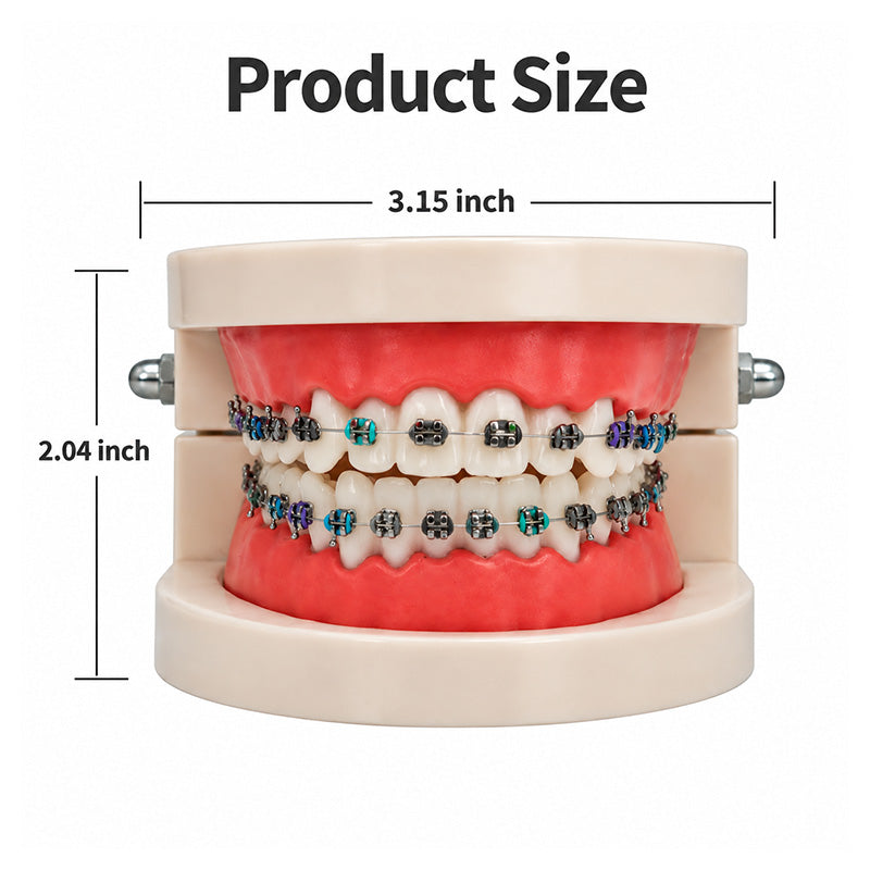 Libral Study Model With Centrino Mini Brackets