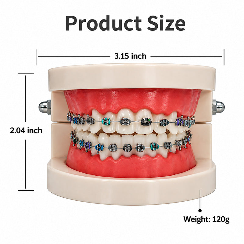 Libral Study Model With Centrino Mini Brackets