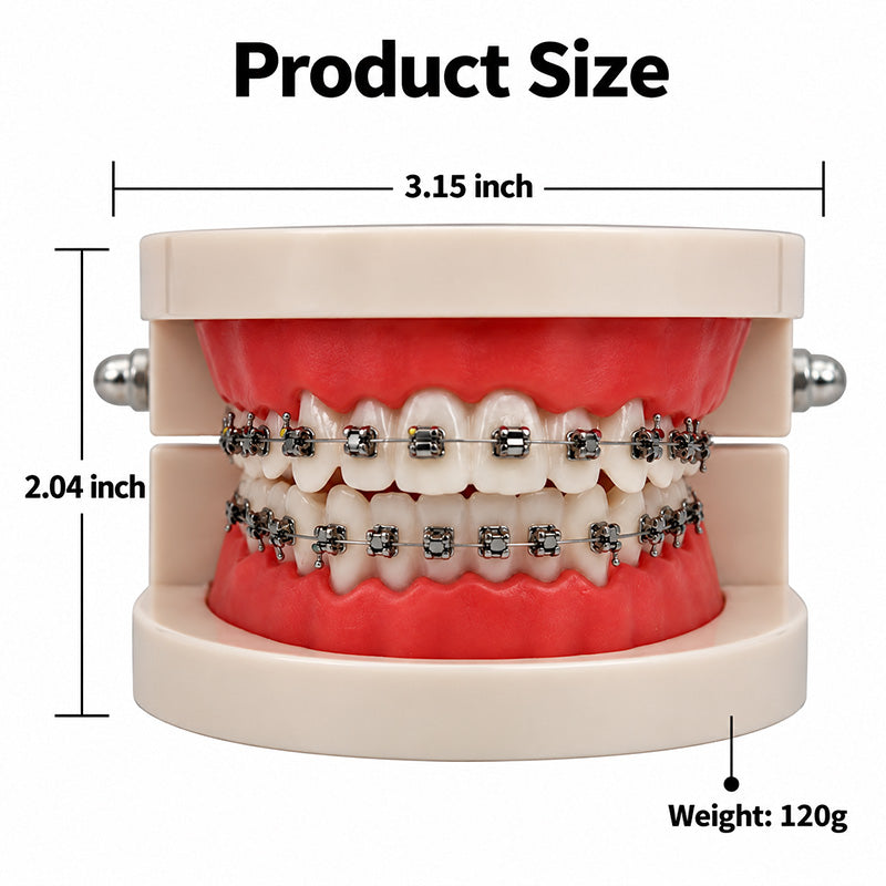 Libral® dental study model with Captain Damon SL brackets, tubes, and wires for orthodontic education and demonstration.