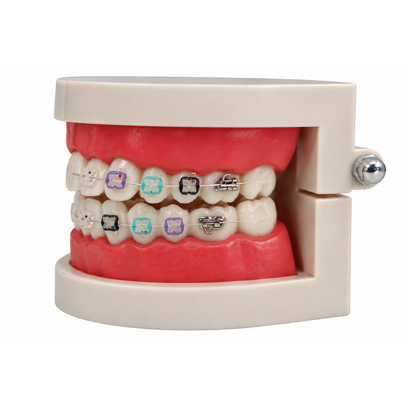 Libral ® dental teeth study model with Osstem Perfect Clear 2 Sapphire Mono ceramic brackets for orthodontic demonstration.