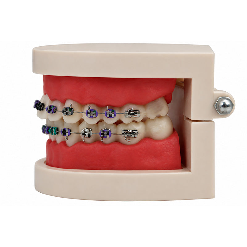 Libral® dental teeth model with Leone midi metal brackets for study and demonstration purposes.
