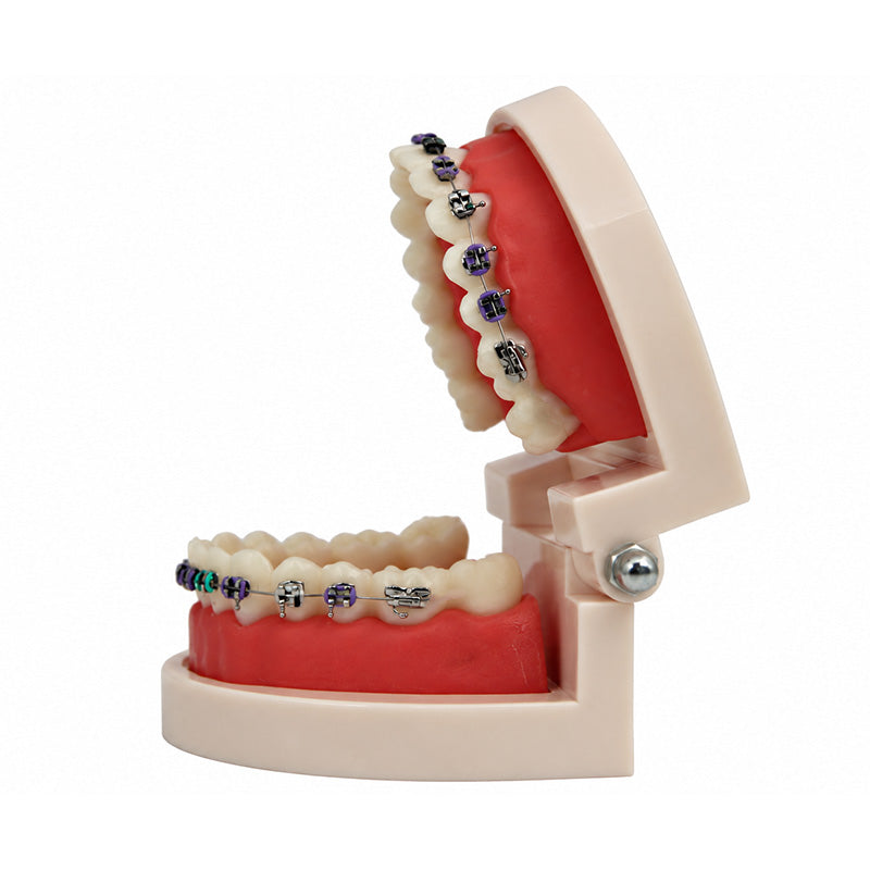 Libral® dental teeth model with Leone midi metal brackets, detailed orthodontic appliance for educational and demonstration purposes.