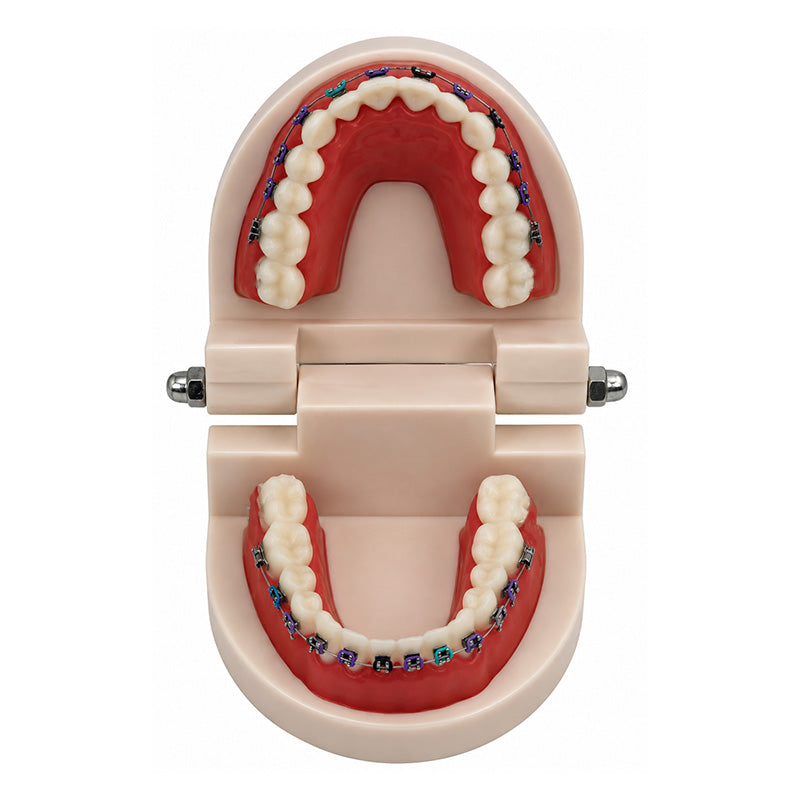 Libral® dental teeth model with Leone midi metal brackets, showcasing detailed orthodontic appliance on a clear background.