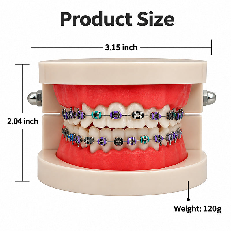 Libral Study Model With Leone Midi - Metal Brackets