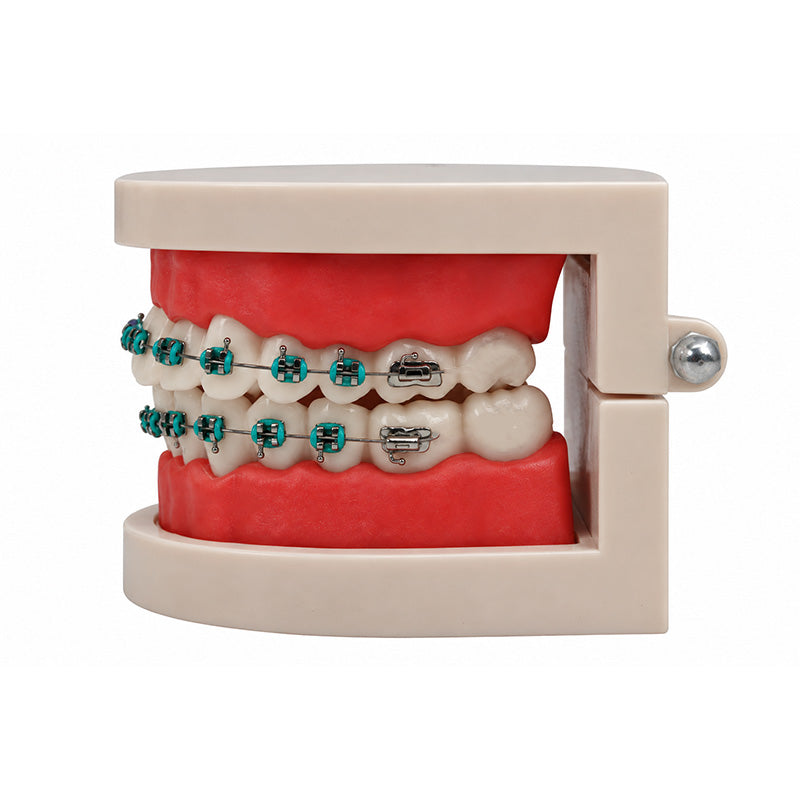 Libral ® dental teeth study model with Leone mini metal brackets for orthodontic demonstration and dental education.