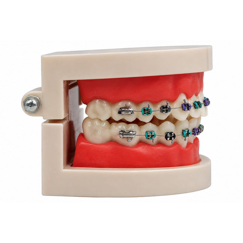 Libral® dental teeth study model with Leone Mini metal brackets, showing detailed dental anatomy and orthodontic components.