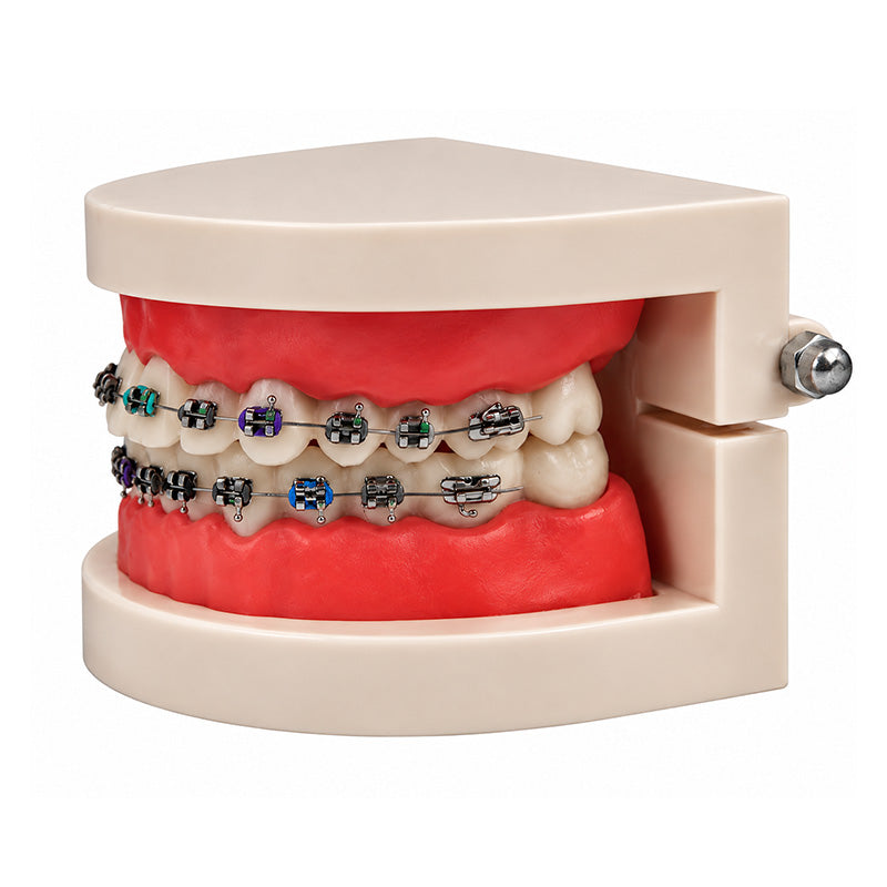 Libral Study Model With Centrino Standard Brackets