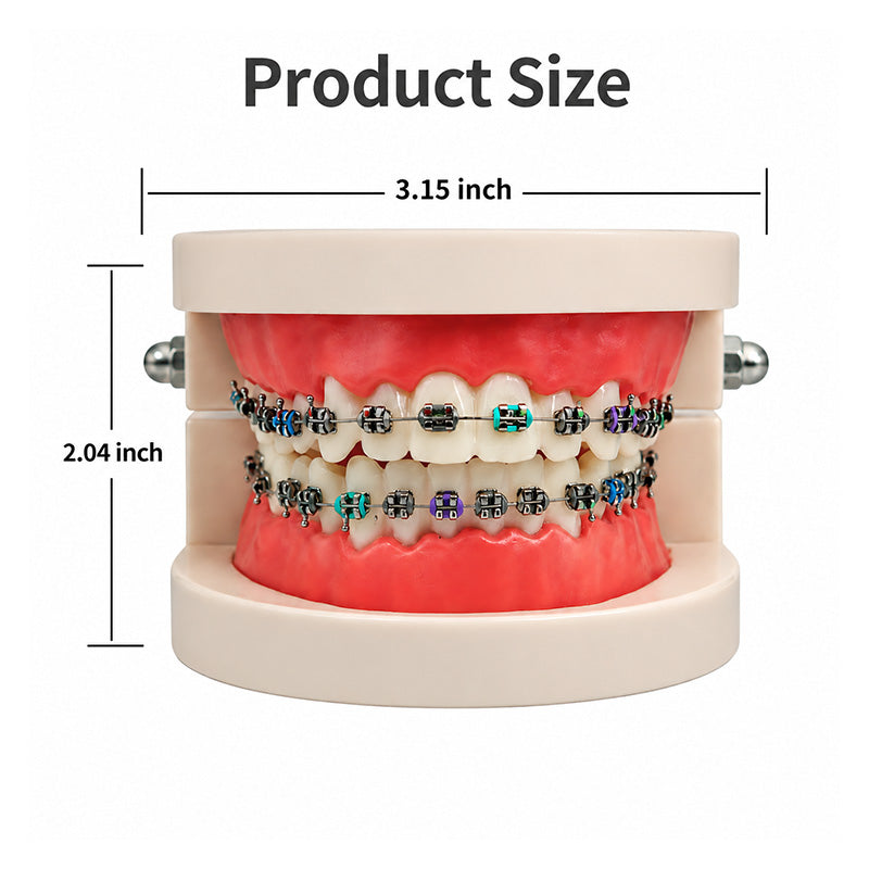 Libral Study Model With Centrino Standard Brackets