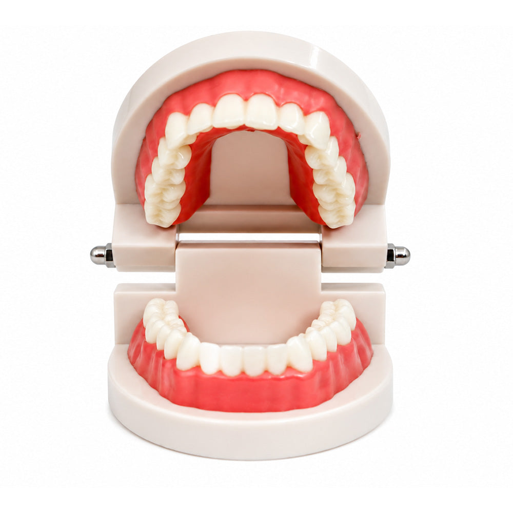 Libral Dental Study Model plain typodont dental teeth model with detailed teeth and gum structure for educational use.
