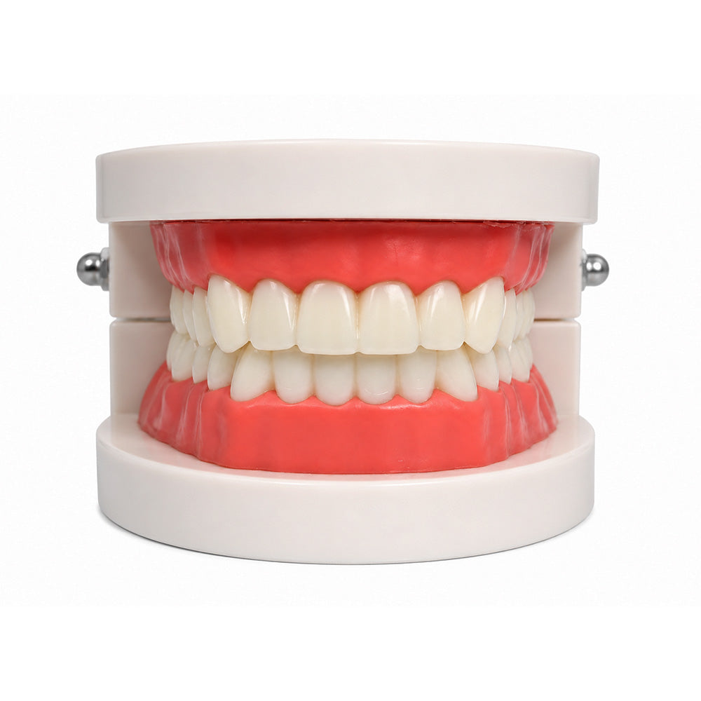 Libral Dental Study Model Plain Typodont Model showing detailed dental teeth for educational use.