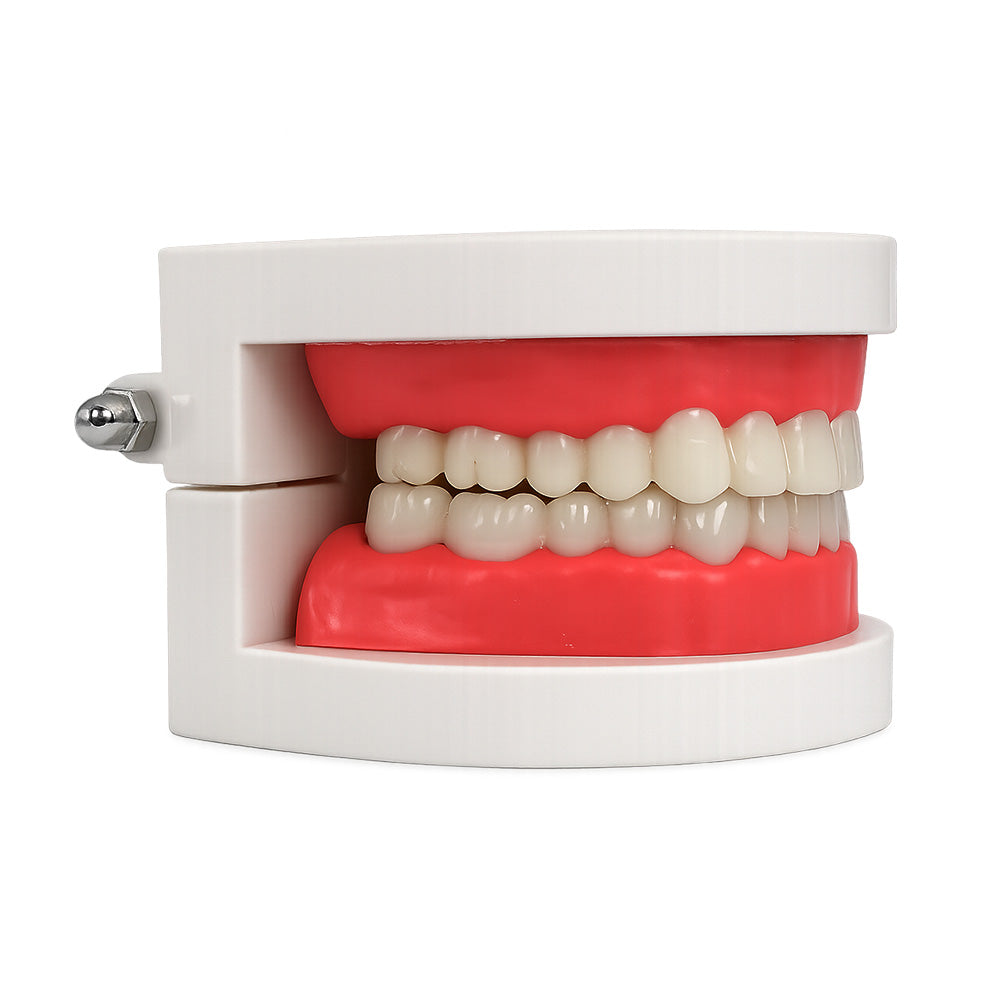 Libral Dental Teeth Model, plain typodont study model for dental training and education, with detailed tooth anatomy.