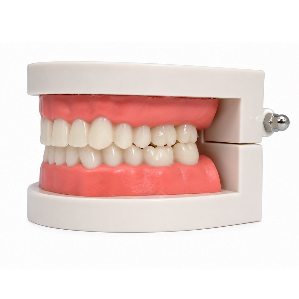 Libral Dental study model with plain typodont teeth for dental training and education, showcasing detailed tooth structures.