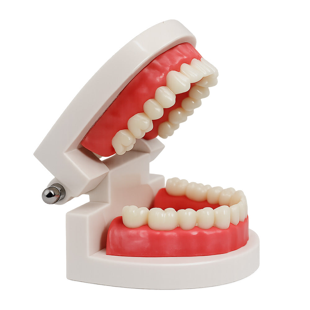 Libral Dental Study Model Plain Typodont Model showing detailed dental teeth for educational use