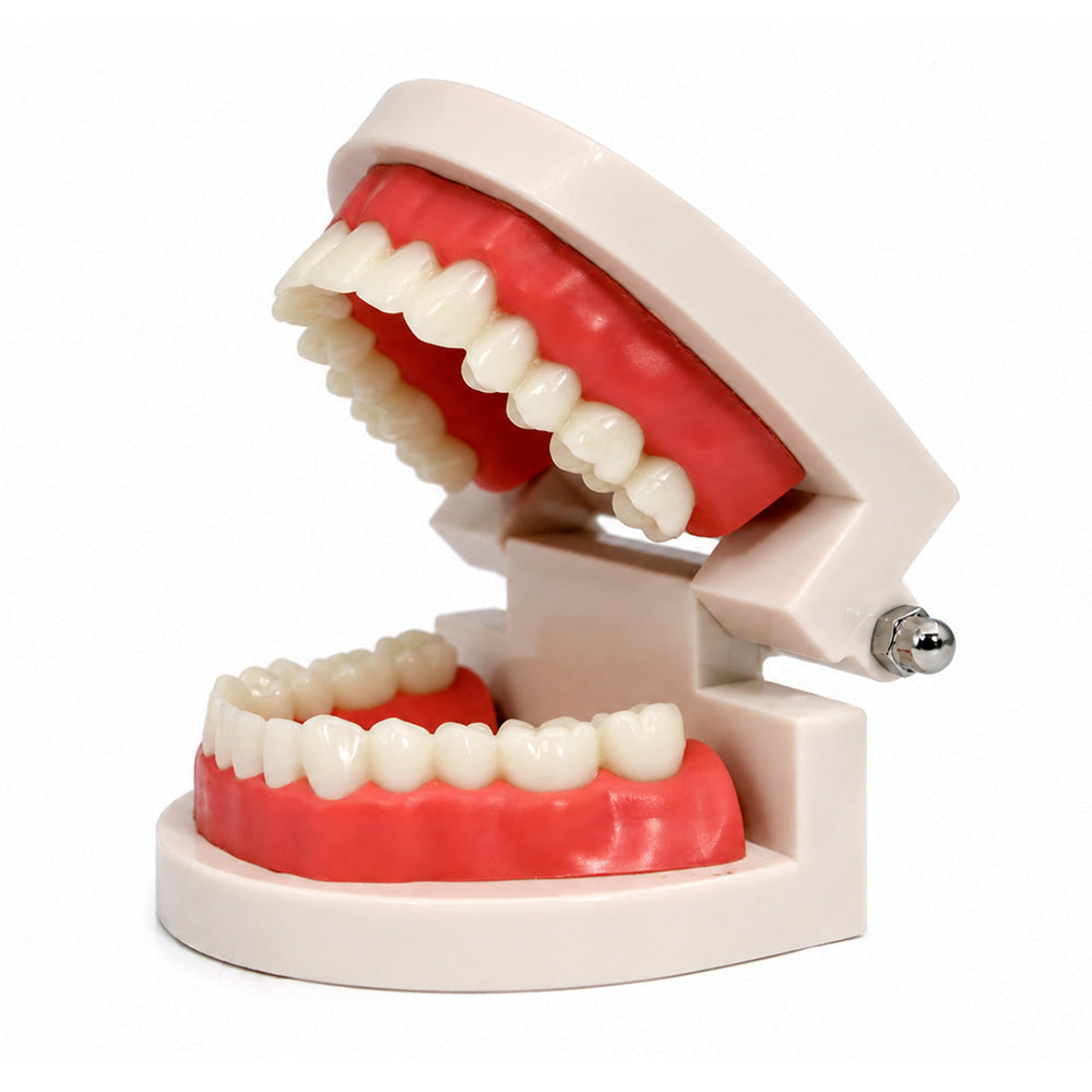 Libral Dental Study Model Plain Typodont Model showing detailed dental teeth for educational use