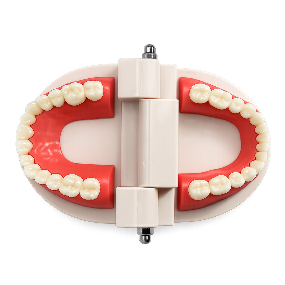 Libral Dental Study Model plain typodont dental teeth model used for educational and training purposes