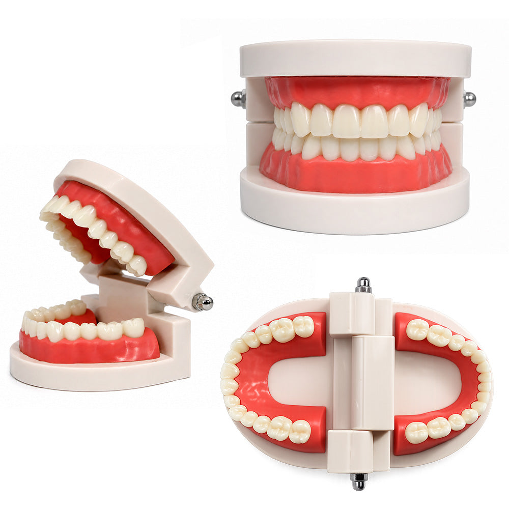 Libral Dental Study Model plain typodont model showing detailed dental teeth for educational use.