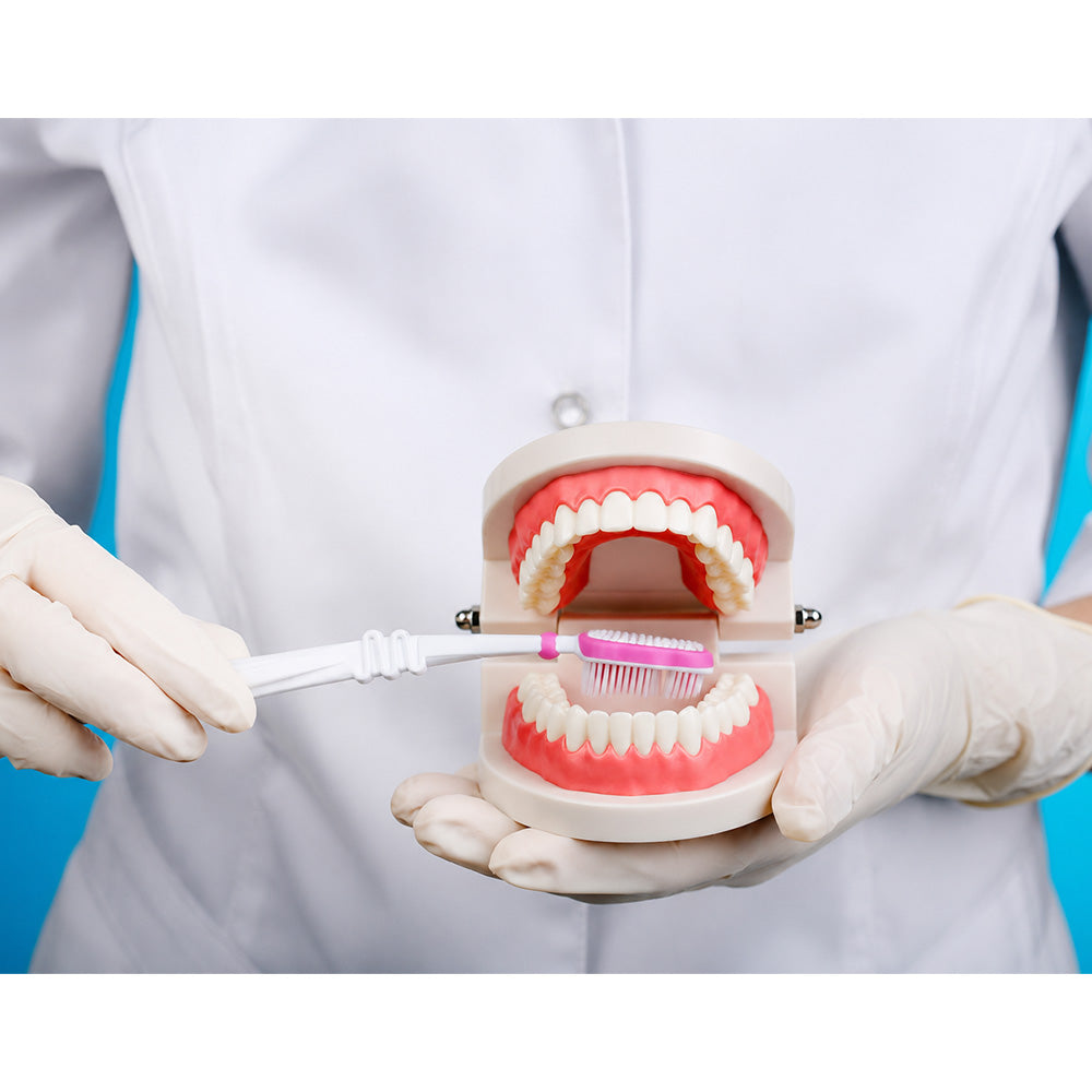 Libral Dental Study Model Plain Typodont Model showing detailed dental teeth structure for educational use