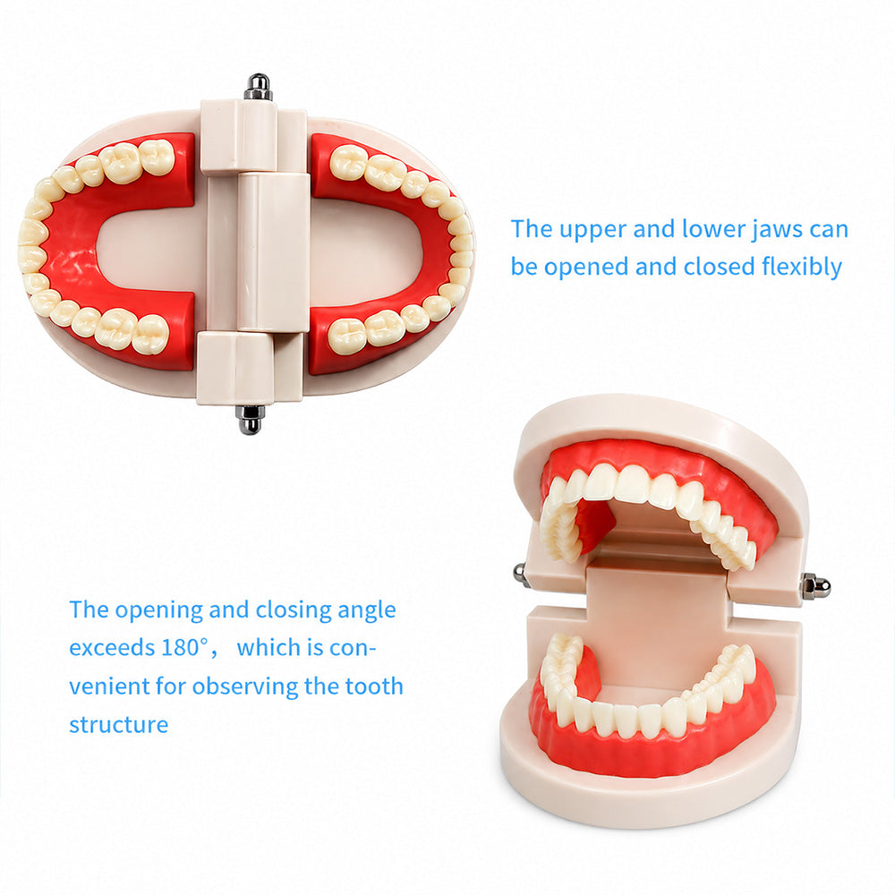 Libral Dental Teeth Model, plain typodont study model for dental training, showing detailed realistic teeth and gum structure.