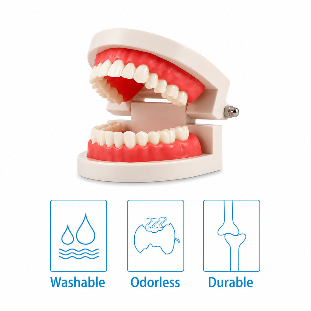 Libral Dental Study Model plain typodont model showing detailed dental teeth for educational use.