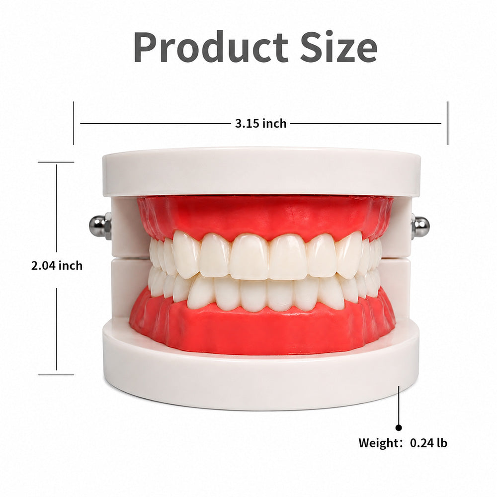 Libral Dental Study Model plain typodont dental teeth model showing detailed teeth and gum structure for educational use.