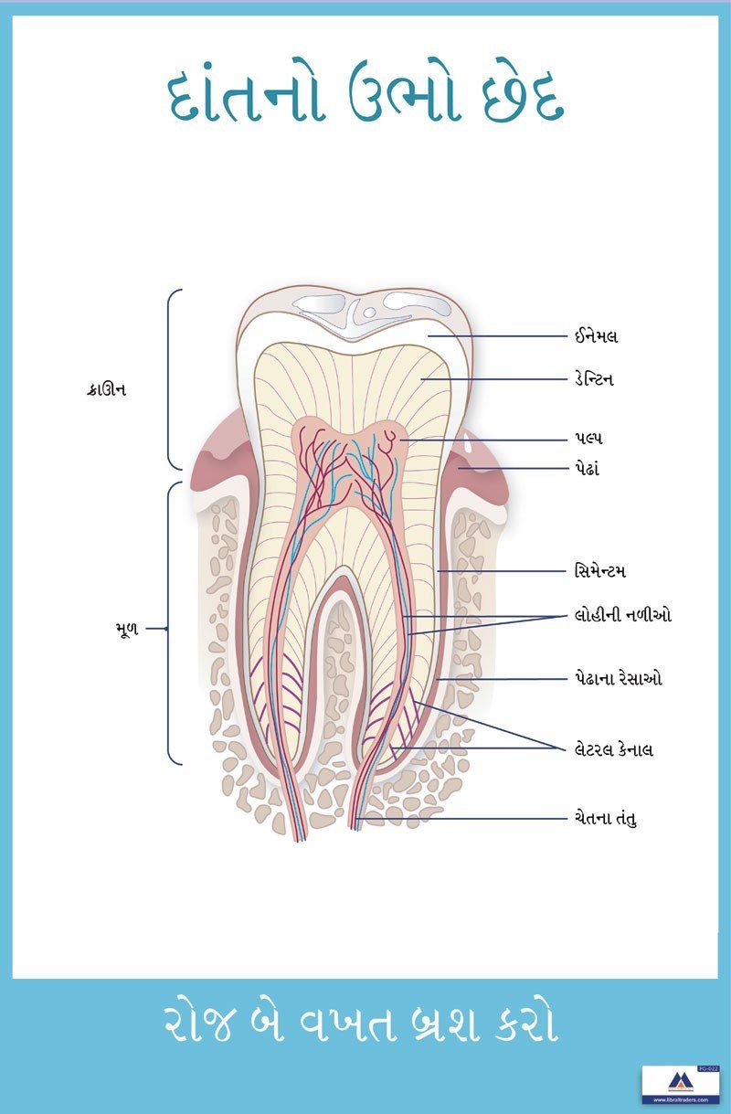 Poster Gujarati Cross Section of Teeth PG-022 - Libral Traders