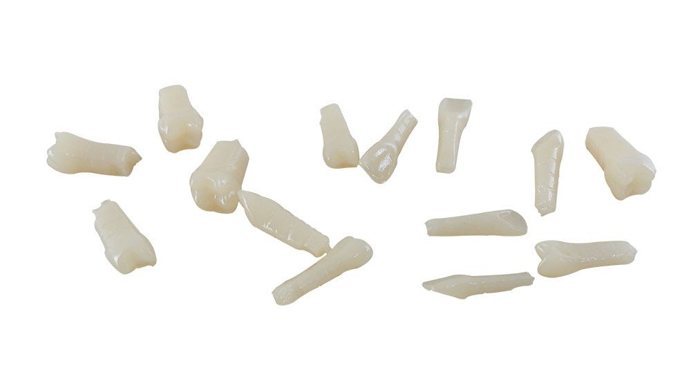 Rabbit Force RF acrylic teeth for typodonts, realistic dental replacement parts for dental training and education.